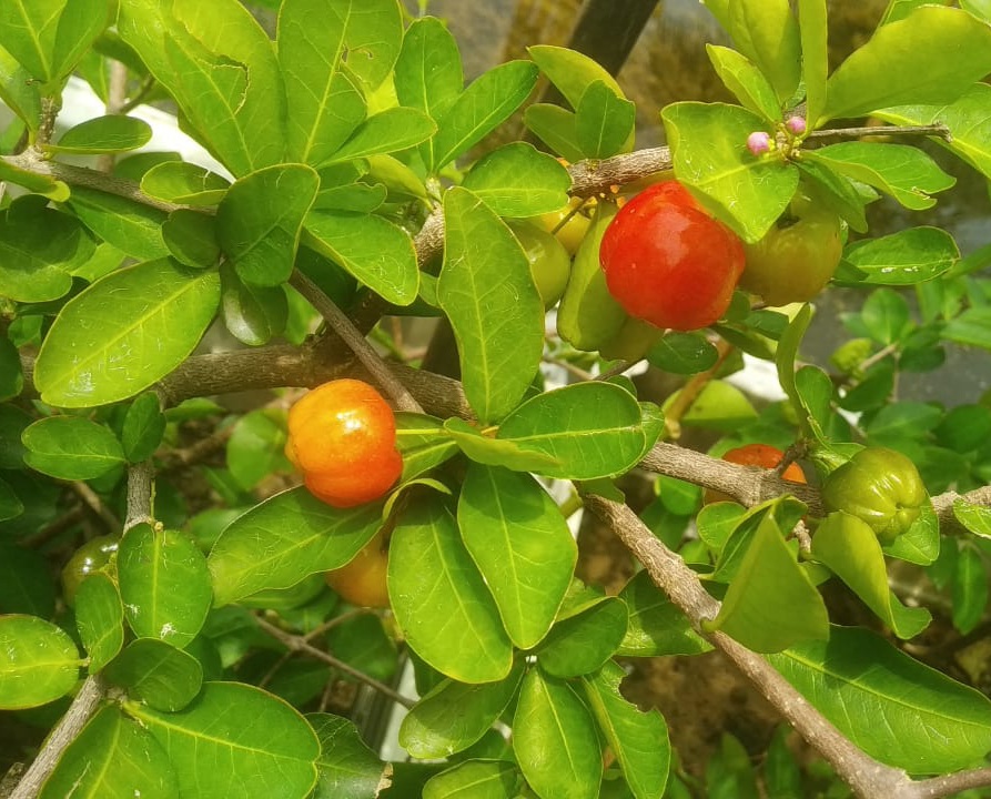 Vitamin C powerhouse – Barbados Cherry