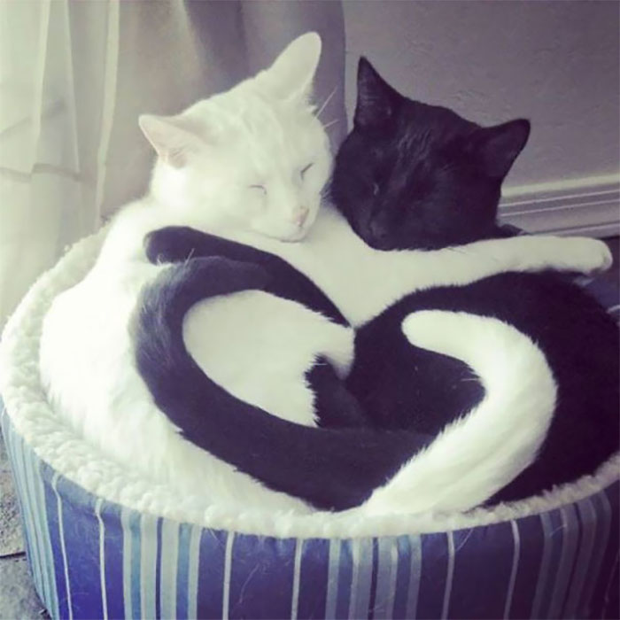 embraced cat creates heart / love shape