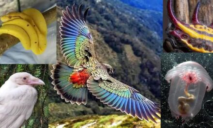 Beautiful, Funny and Some Weird Photos of Animals – Part 01