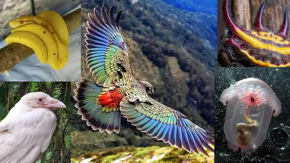 Beautiful, Funny and Some Weird Photos of Animals – Part 01