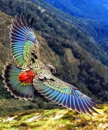 Flying Colours | Amazing photos of animals birds fishes insects 09