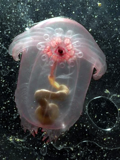 Transparent Jelly Fish