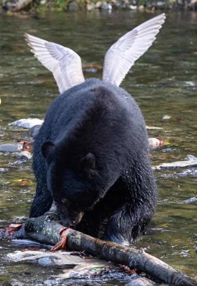 Angel Bear | Amazing photos of animals, birds, fishes, insects 11