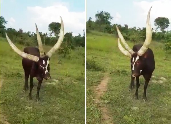 Three horned bull | Amazing photos of animals birds fishes insects 14