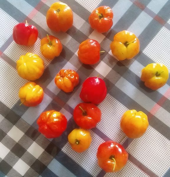 Barbados Cherry (Acerola) – Powerhouse of Vitamin C
