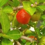 Barbados Cherry (Acerola) – Powerhouse of Vitamin C