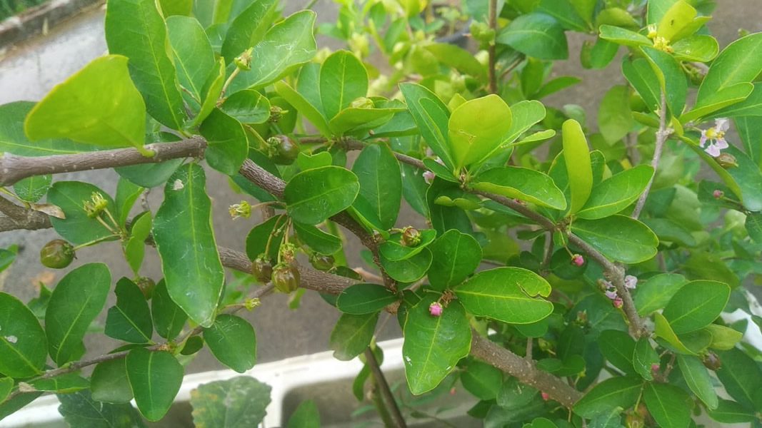 Barbados Cherry (Acerola) – Powerhouse of Vitamin C