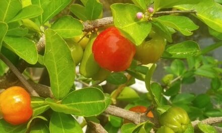 Barbados Cherry (Acerola) – Powerhouse of Vitamin C