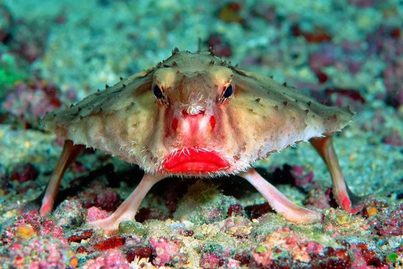 "Red-lipped