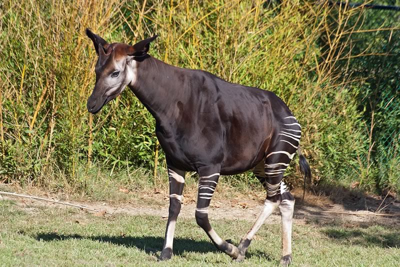 "Okapi