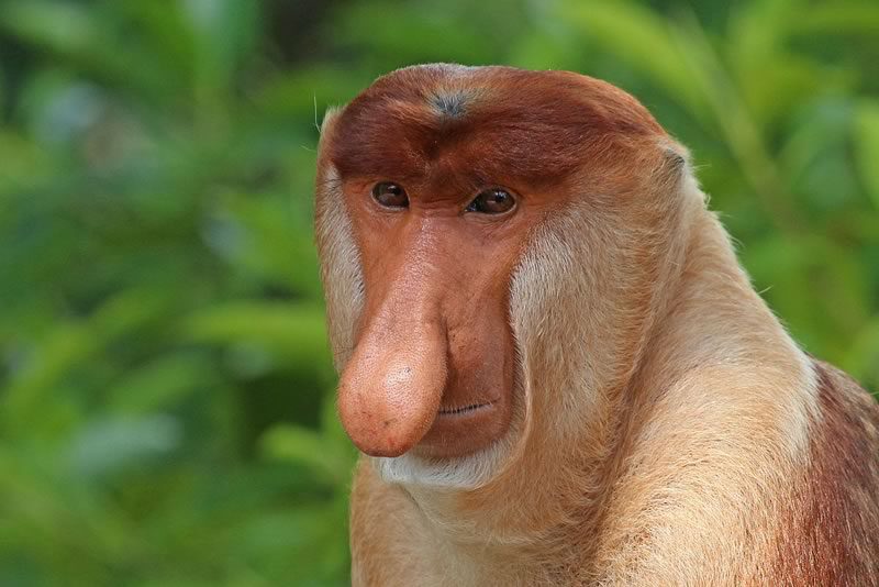 "Proboscis