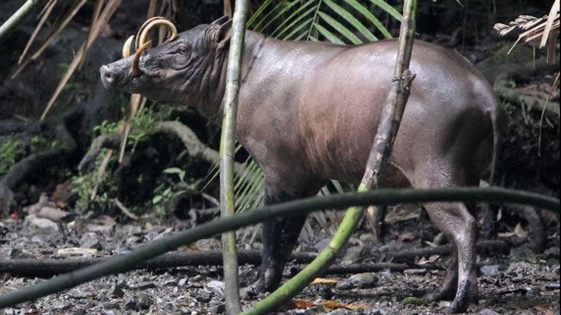 "Babirusa"