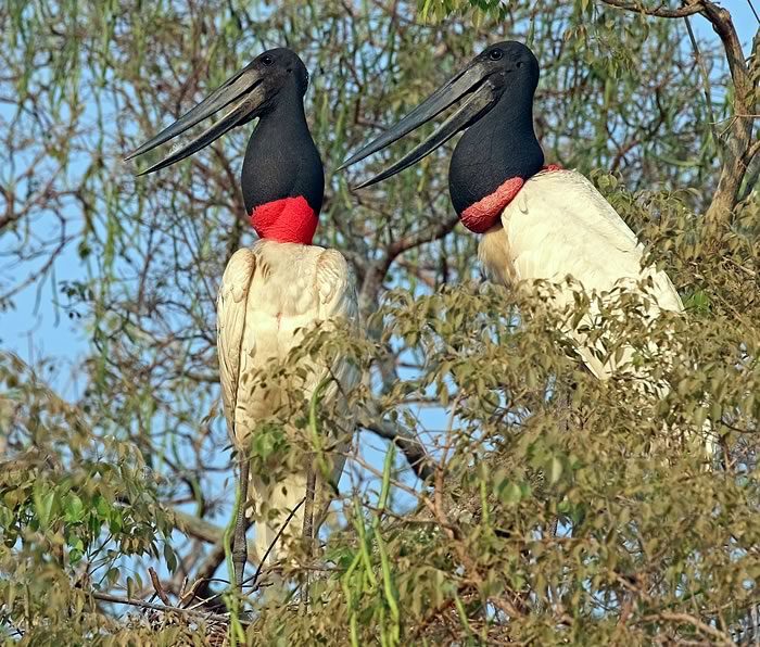 "Jabiru