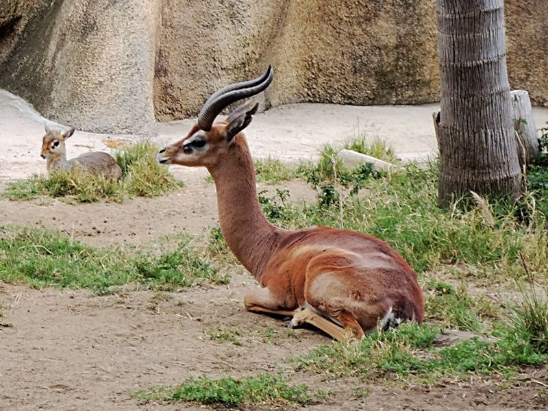 "Gerenuk"