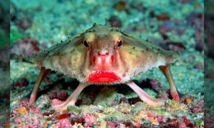 Bizarre Animals (Birds, Fishes, Insects Included) – Part 01