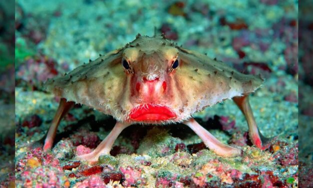 Bizarre Animals (Birds, Fishes, Insects Included) – Part 01