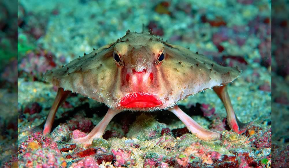 Bizarre Animals (Birds, Fishes, Insects Included) – Part 01