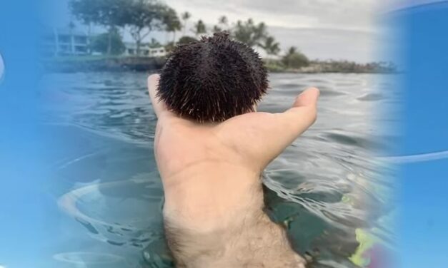 Some very counfusing photos you have to look twice to understand – Confusing perspective