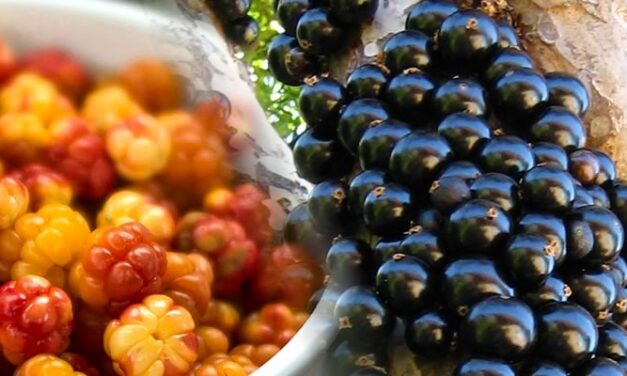 Exotic & Rare Fruits from Around the World – Part 1