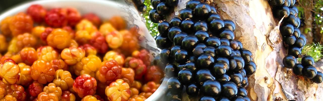 Exotic & Rare Fruits from Around the World – Part 1