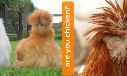 WOW, There are so many types of chicken!