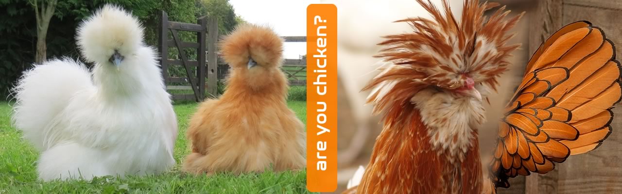 WOW, There are so many types of chicken!