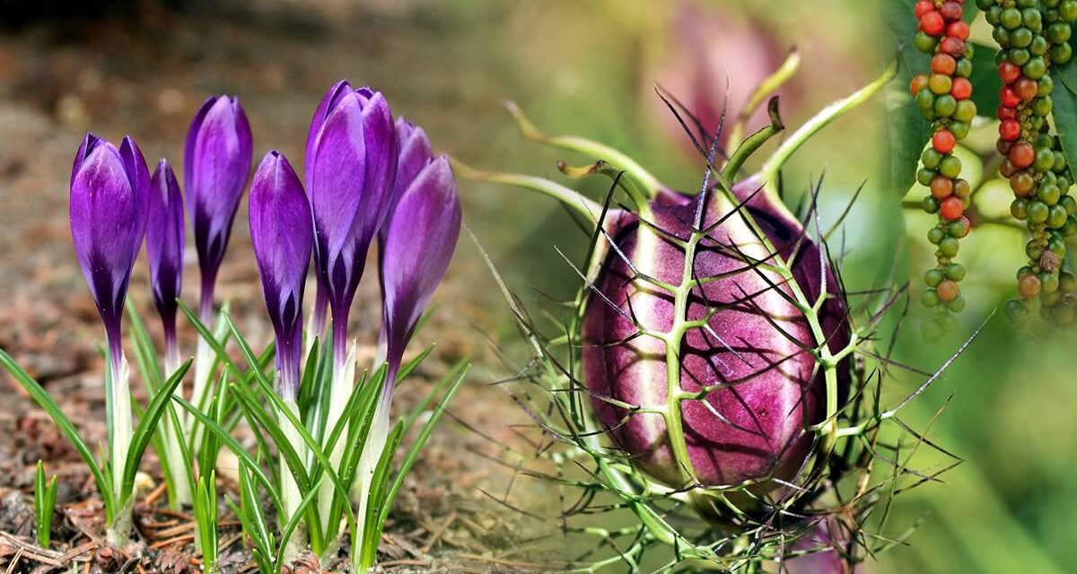 Spice Plants and Trees