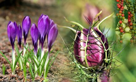 Spice Plants and Trees
